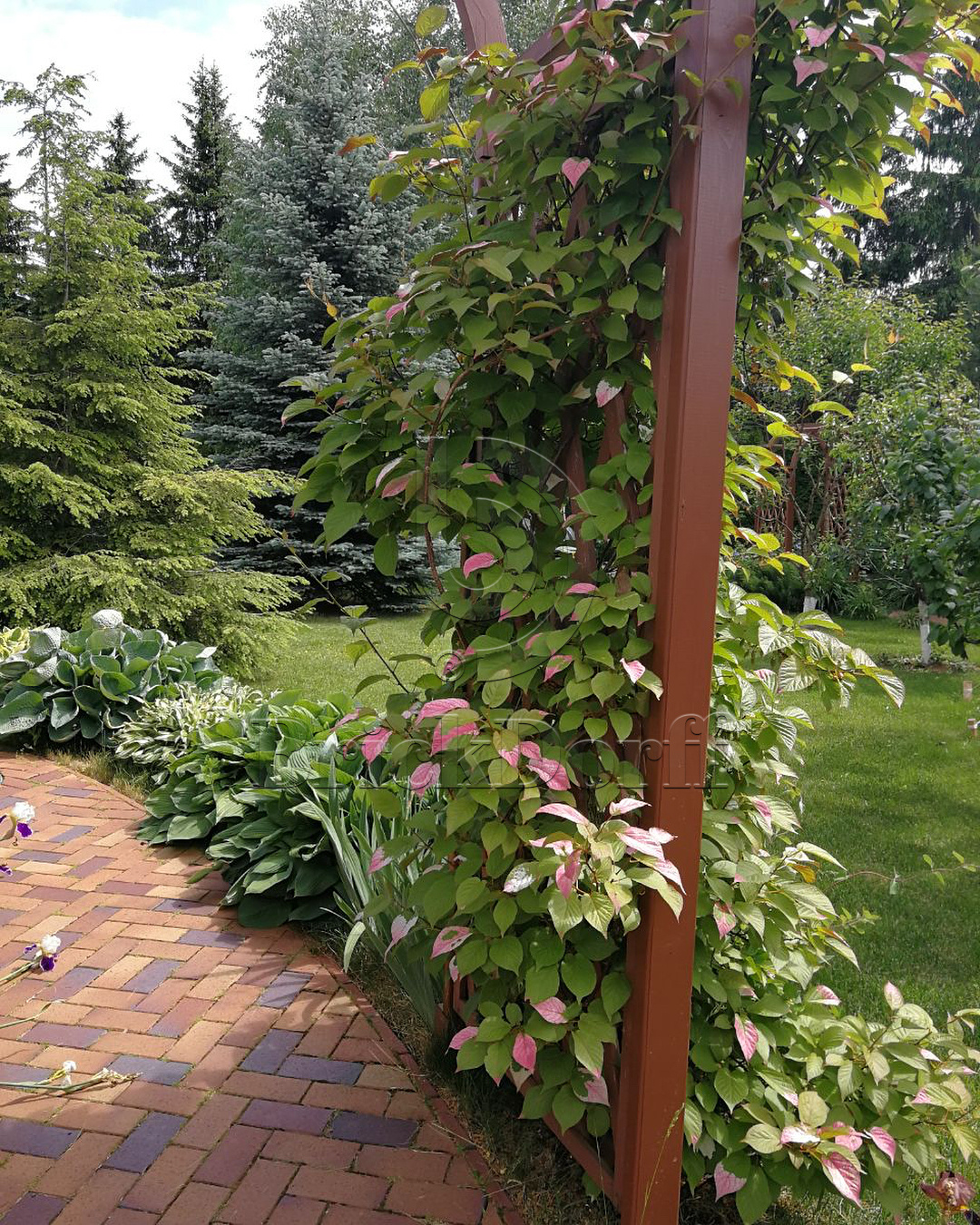 Тротуарная плитка / брусчатка Клинкерная ABC Herbstlaub-geflammt (Хербстлауб-гефламмт), 200*100*40 мм