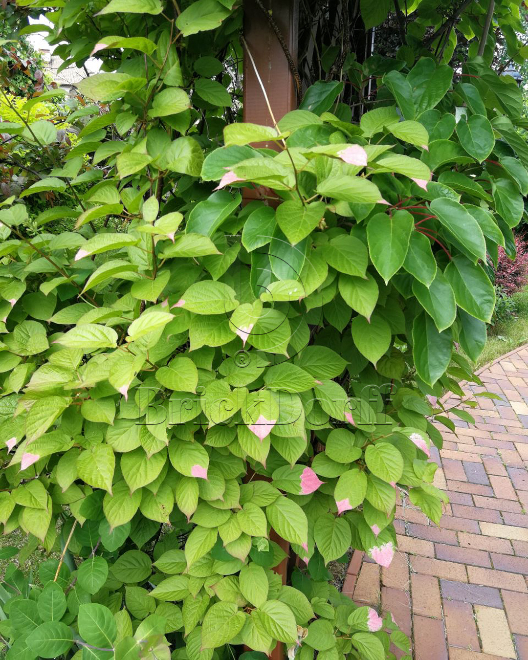 Тротуарная плитка / брусчатка Клинкерная ABC Herbstlaub-geflammt (Хербстлауб-гефламмт), 200*100*40 мм